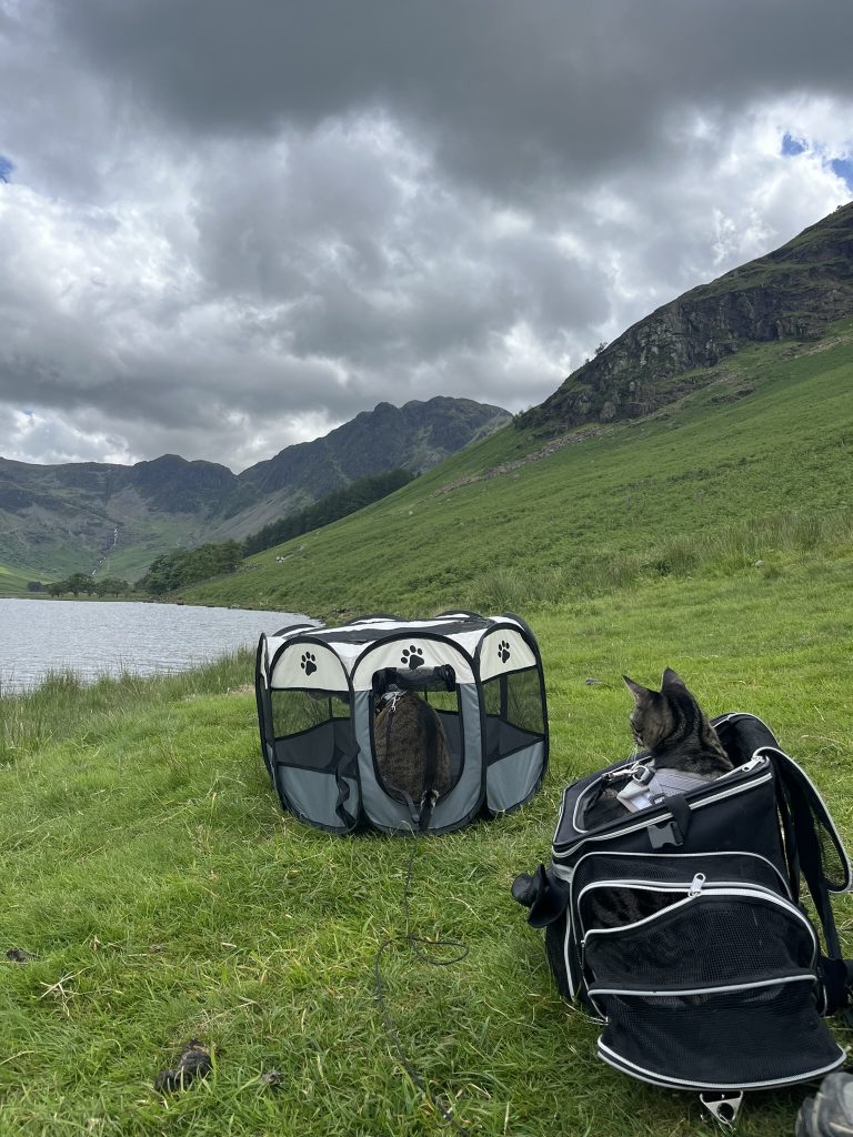 Two cats in the mountains