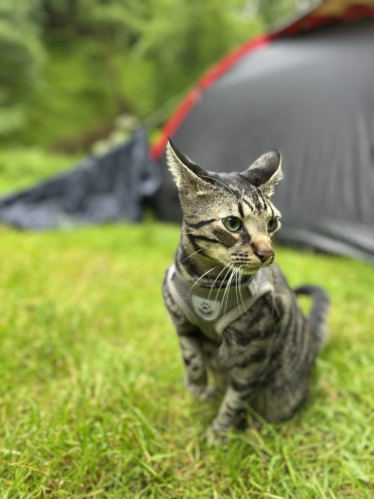 A tabby cat and a tent