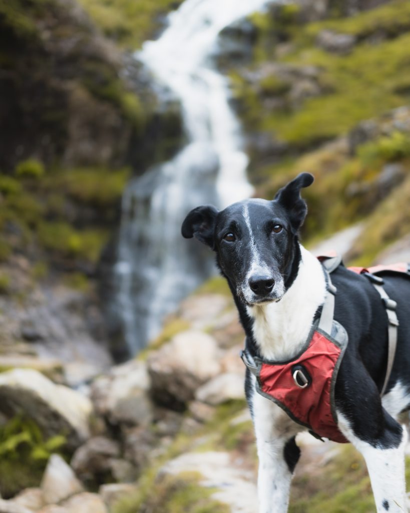 A dog with waterfall in the background