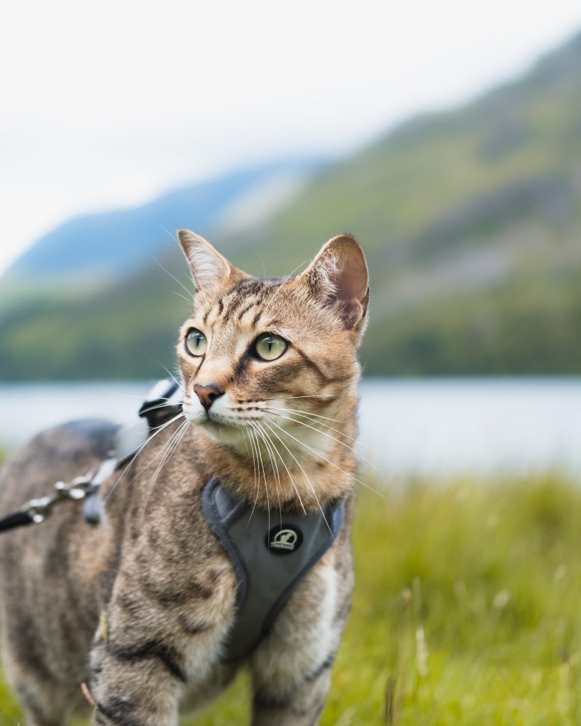 A cat with lake and mountains in the background