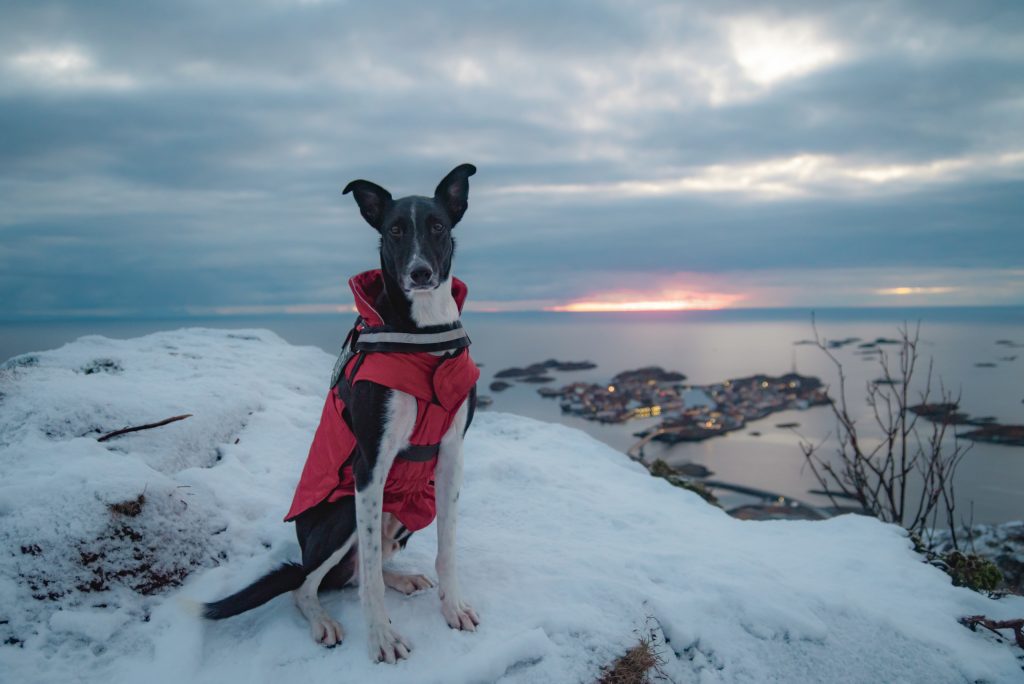 dog sitting on snowy mountain with a sunset behind