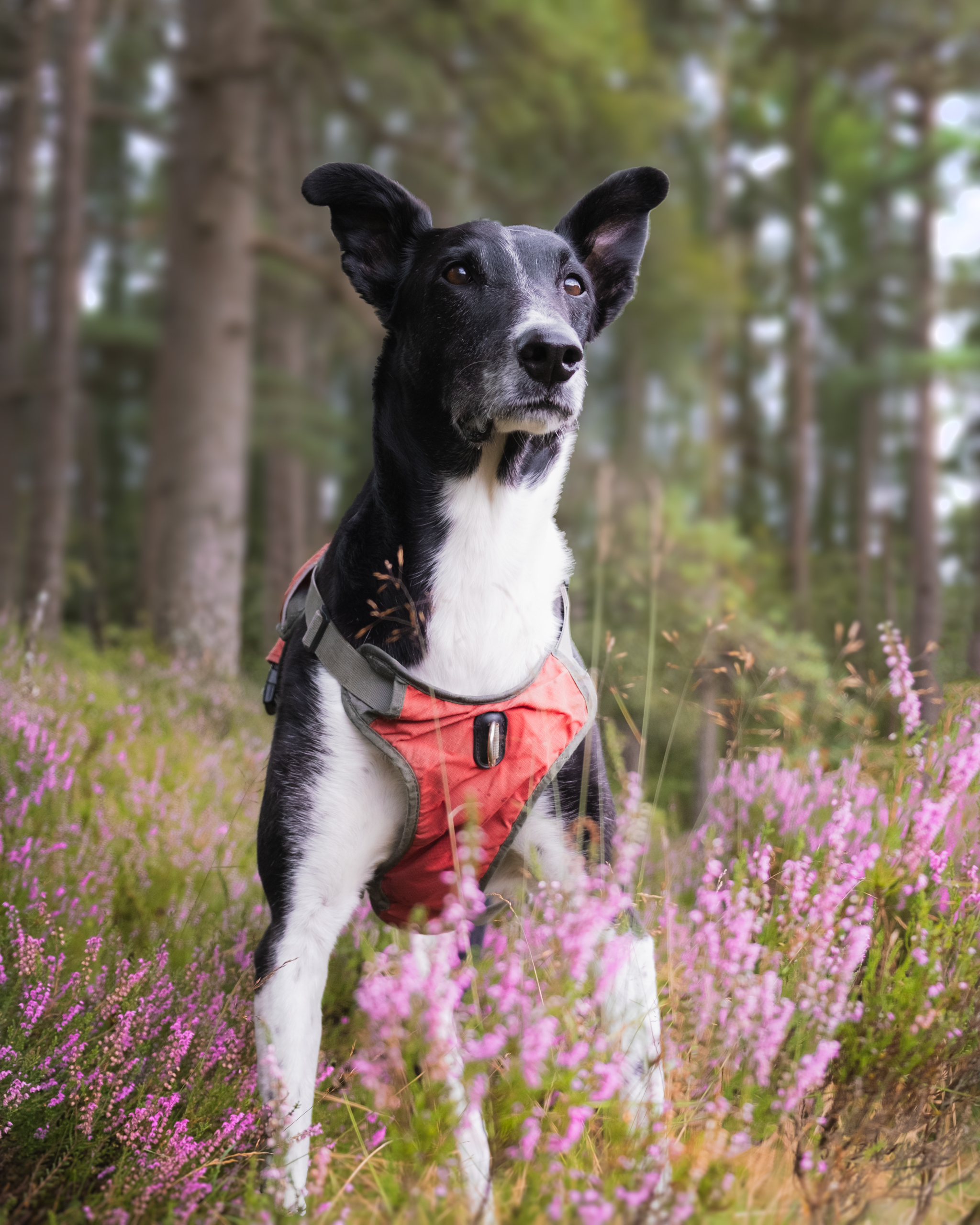 Black and white dog in the woods surrounded by purple heather