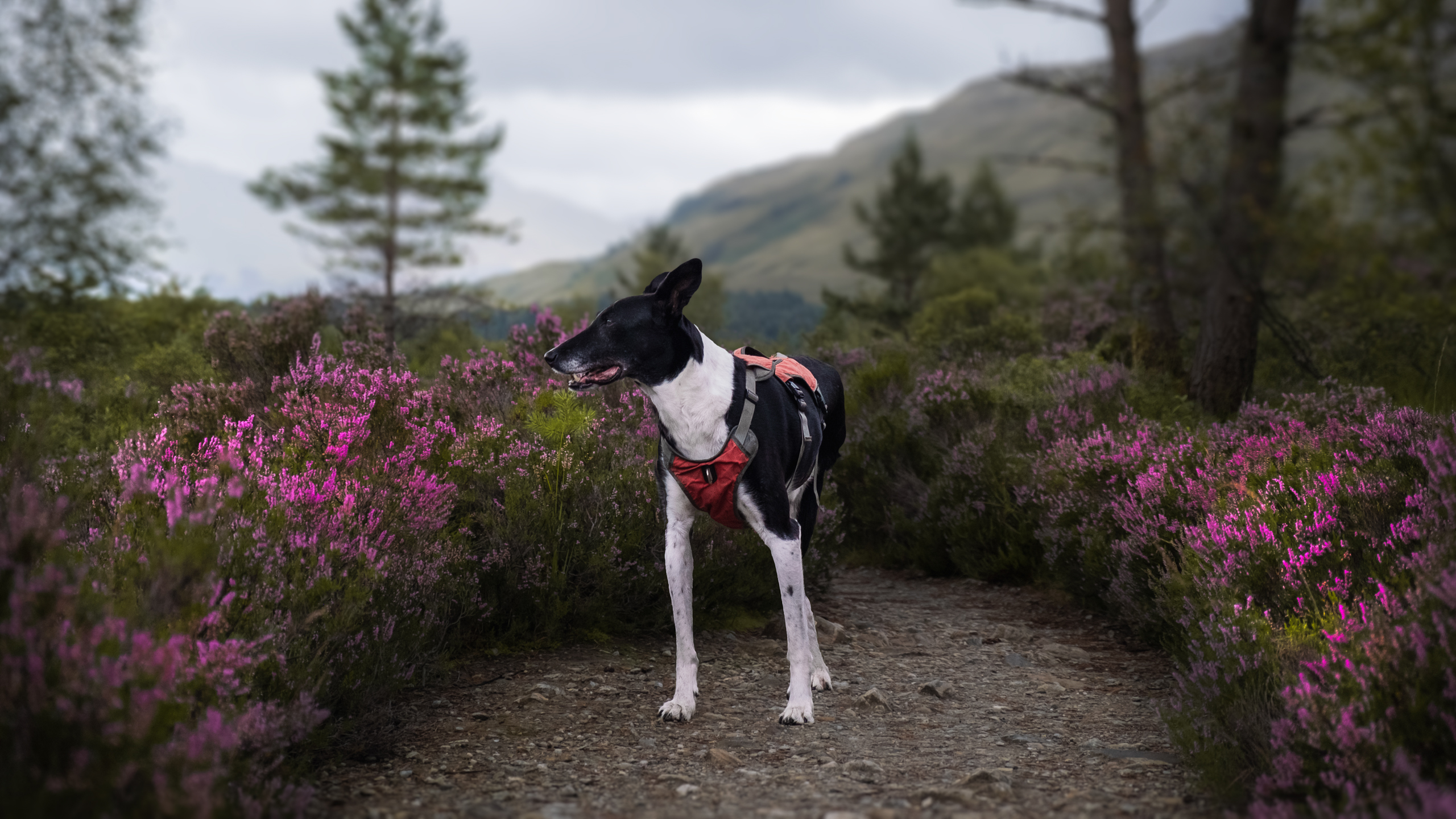 Black and white dog on a path that crosses purple heather with mountains in the background