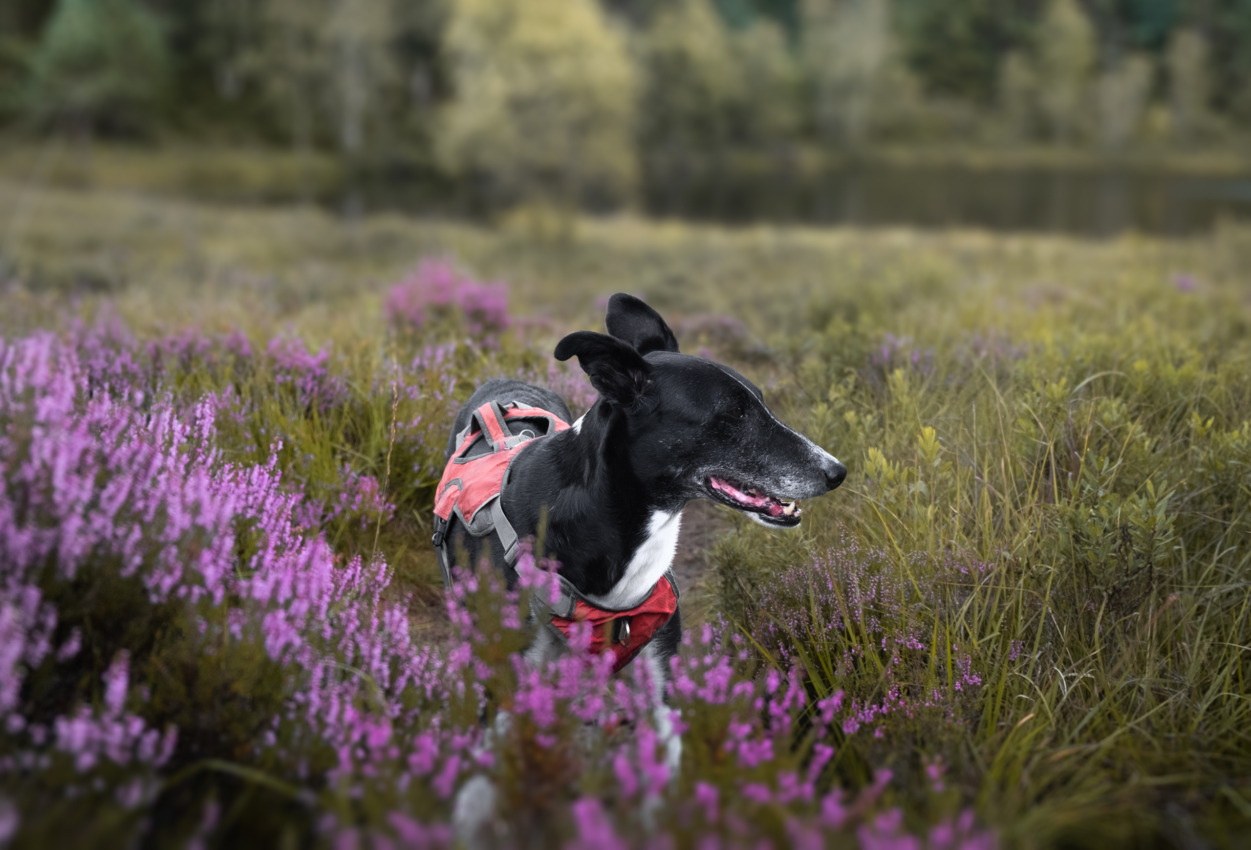 Black and White dog surrounded by heather and greenery with lake in the background