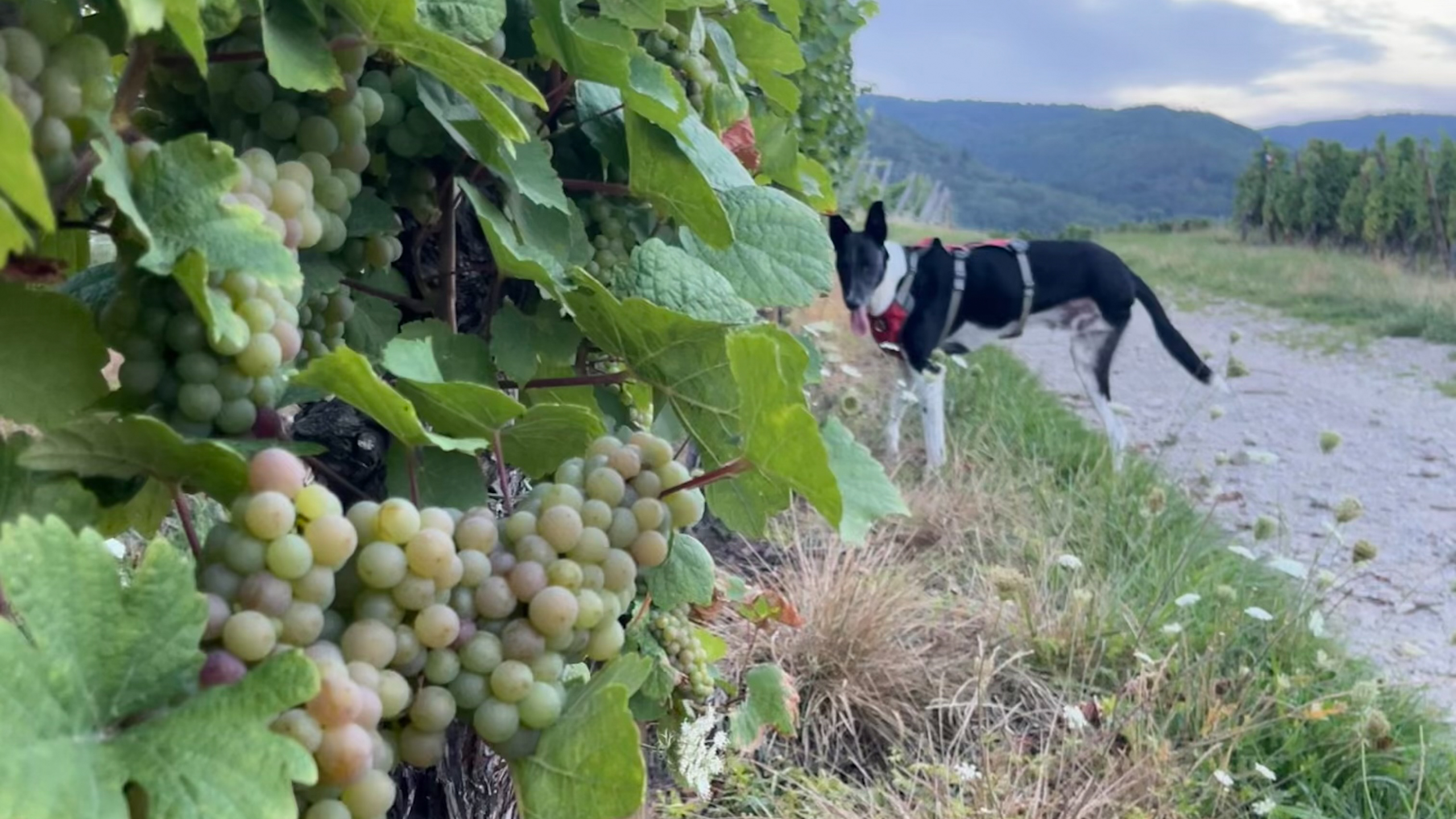 Field of grapes with a dog and hills in the background