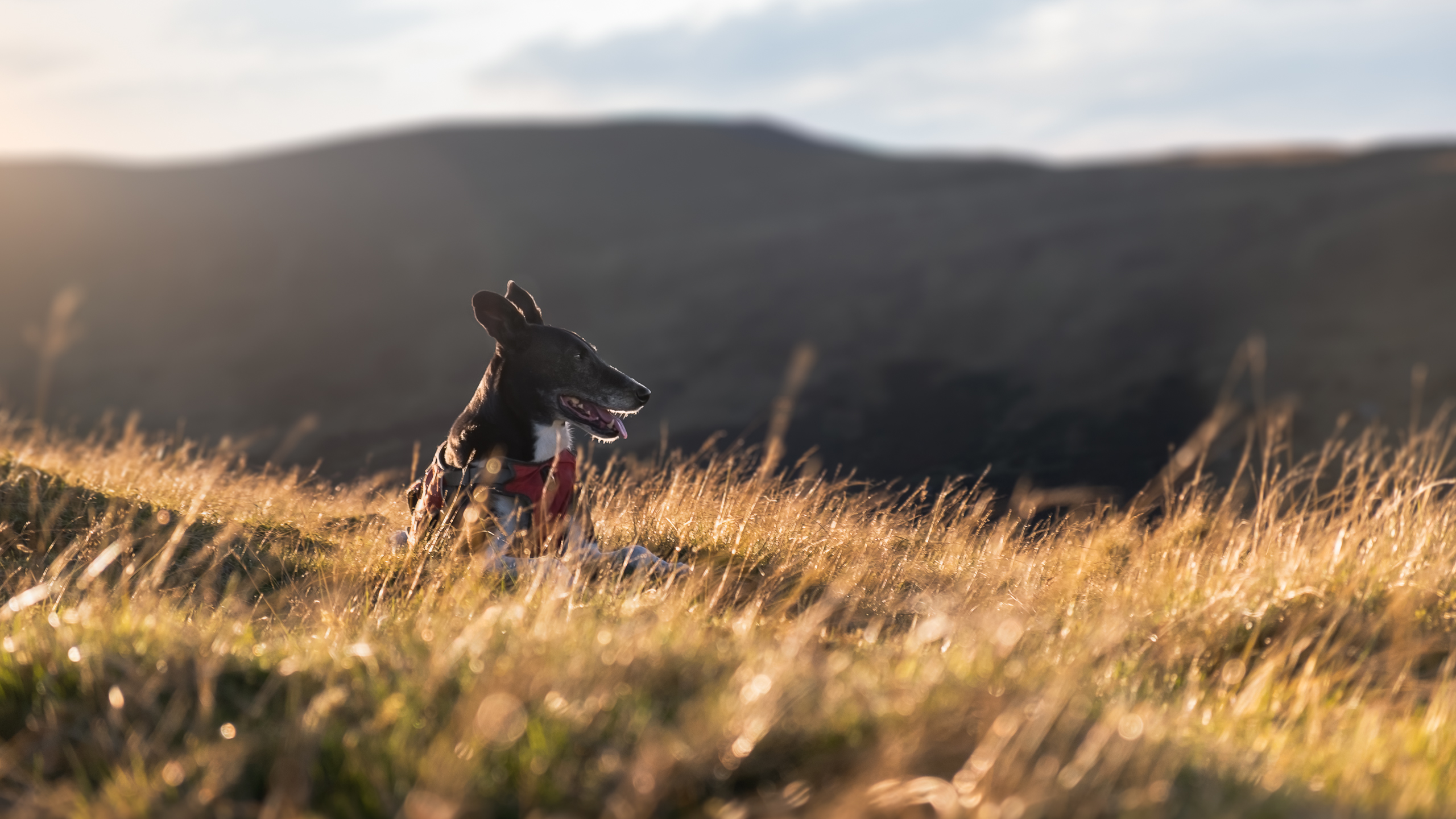 Black dog lying in the field in the sunset