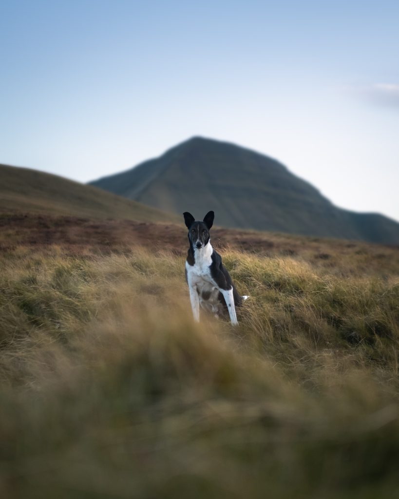 Dog with a mountain in the background