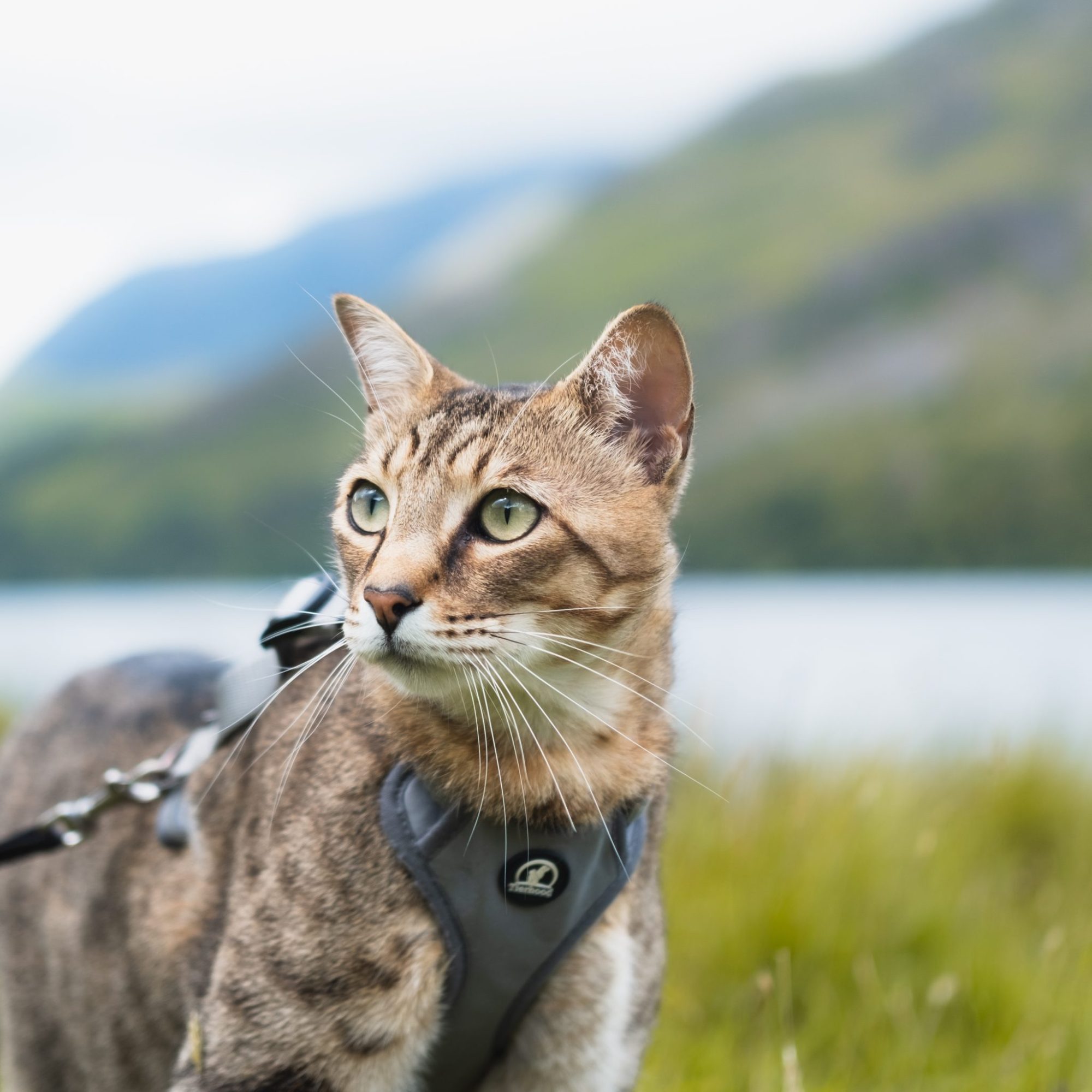 Travelling with a cat- a few small tips to get you started