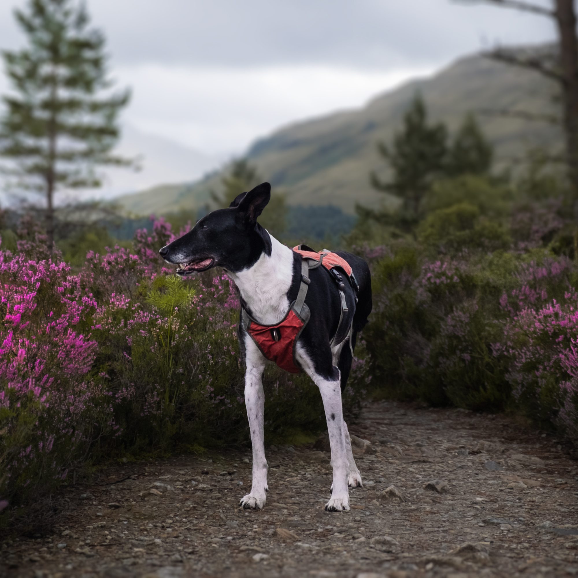 Whispers of the Highlands: Exploring the Moody Beauty of Scotland