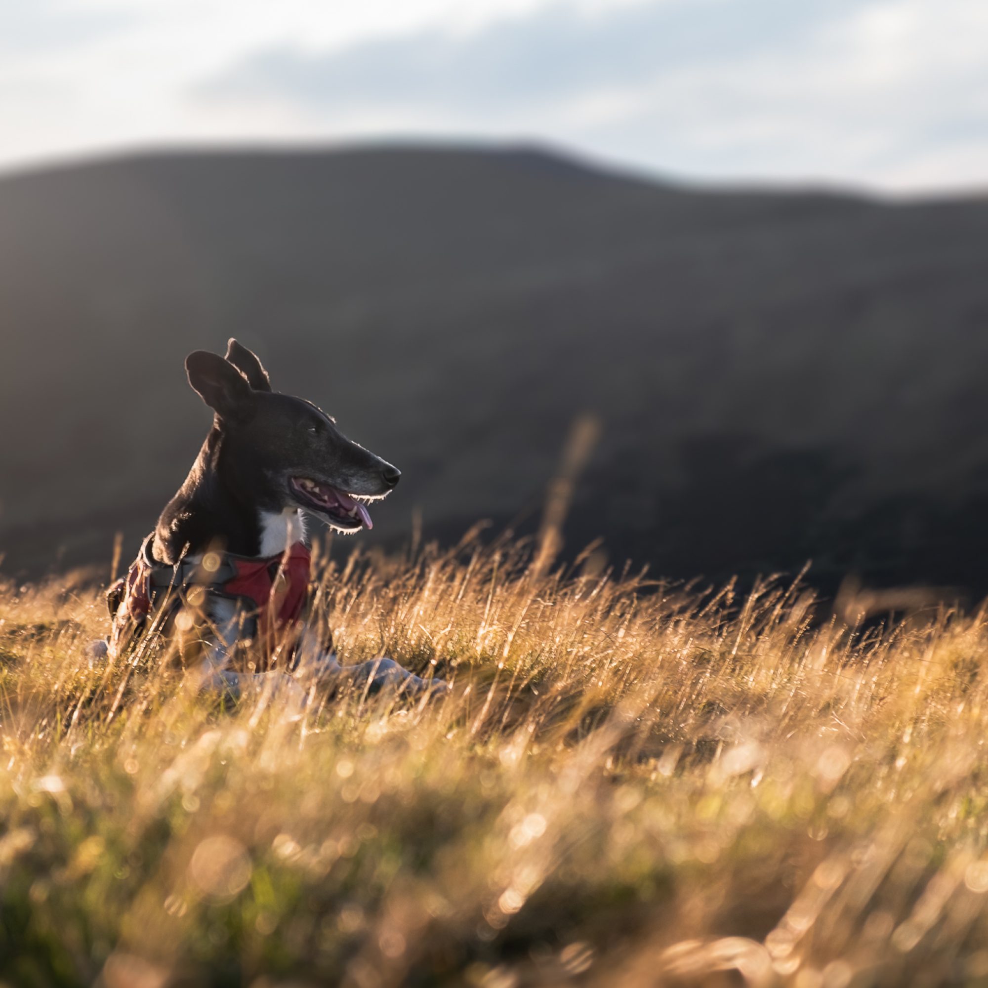 Tripawd in Wales – Short and picturesque hikes